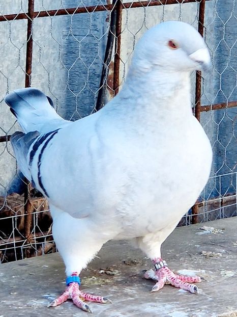  - MATCĂ 2023