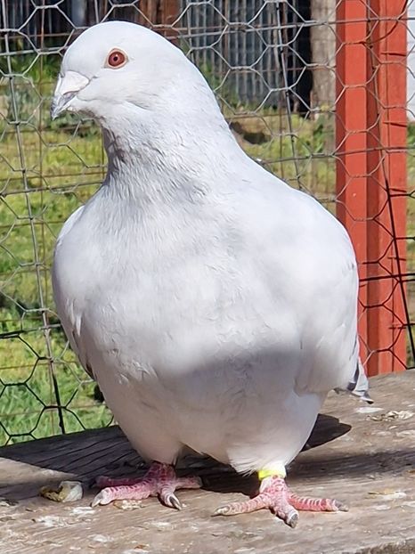  - MATCĂ 2023