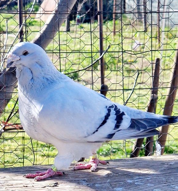  - MATCĂ 2023