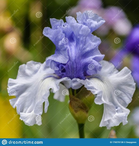 iris-germanica-wintry-sky - irisi