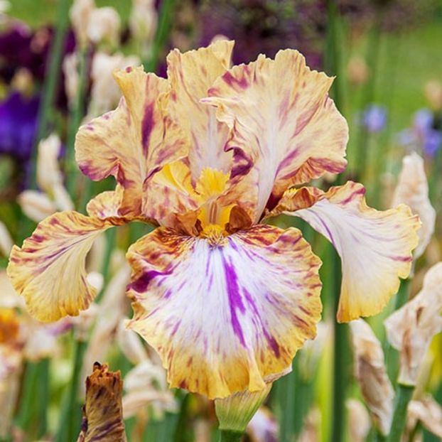 toucan tango - irisi