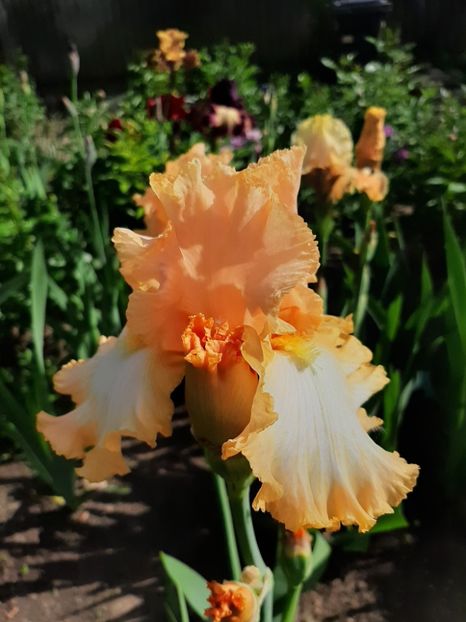 Barbara my love - irisi