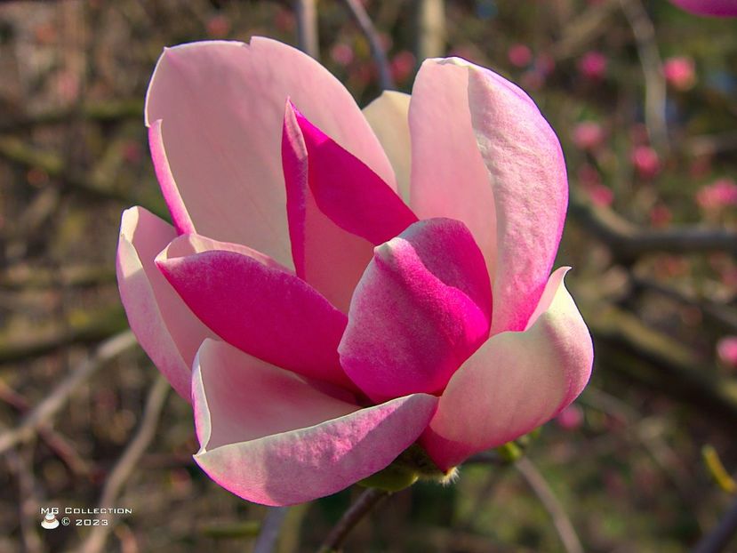 w-23-Magnolia flower-7508 - FLORI - FLOWERS
