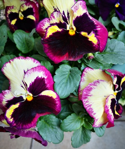 ❤️❤️❤️ - 0 0 2023