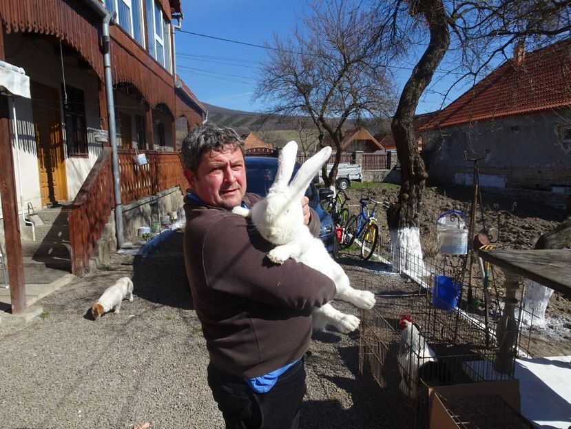  - animale ce am exportat in romania