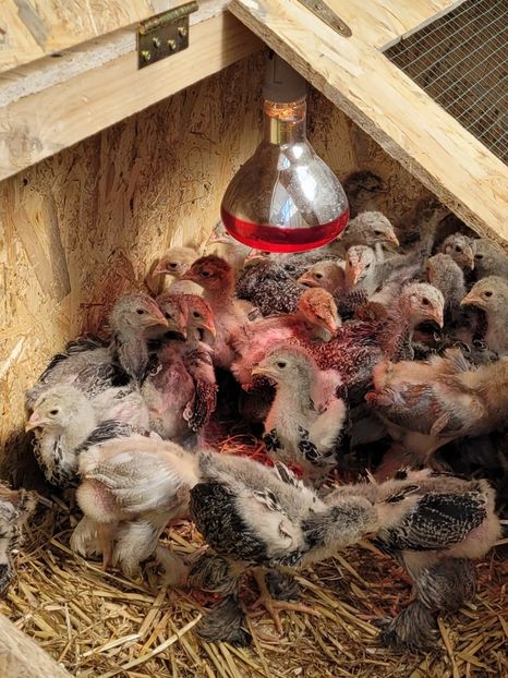  - Boxa Adapost pui intermediari