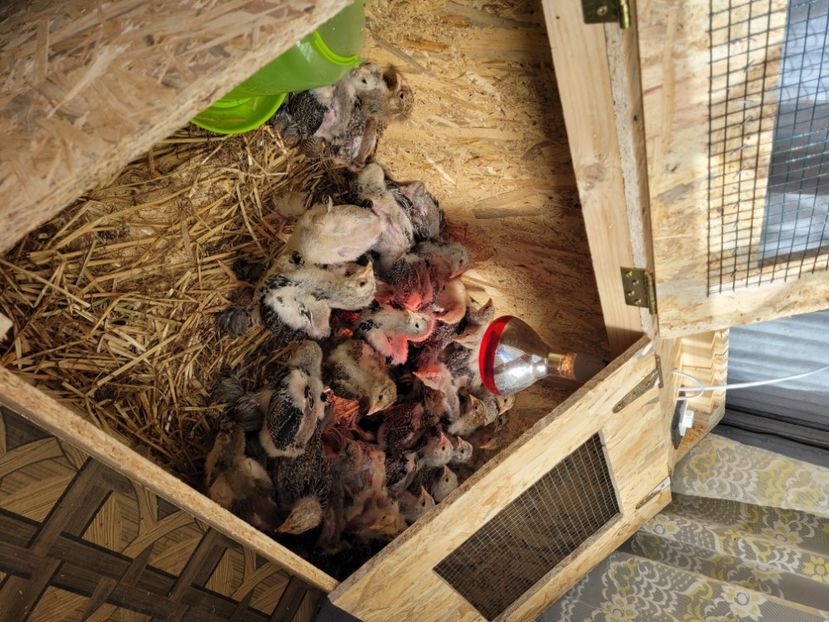  - Boxa Adapost pui intermediari