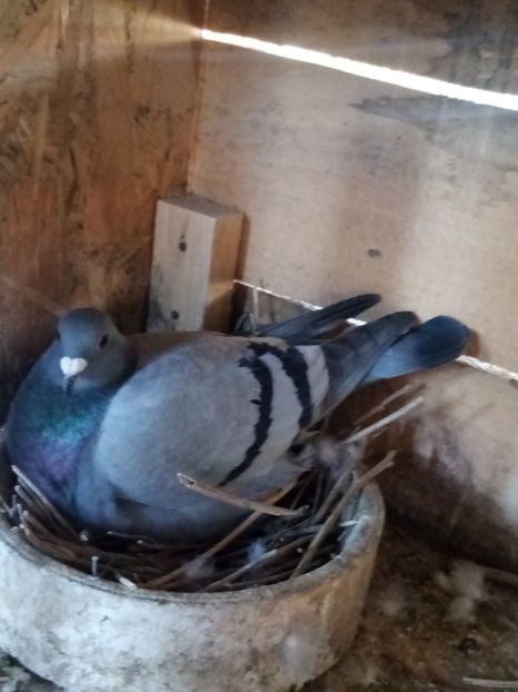 Femelă - 2022 - Perechea 6