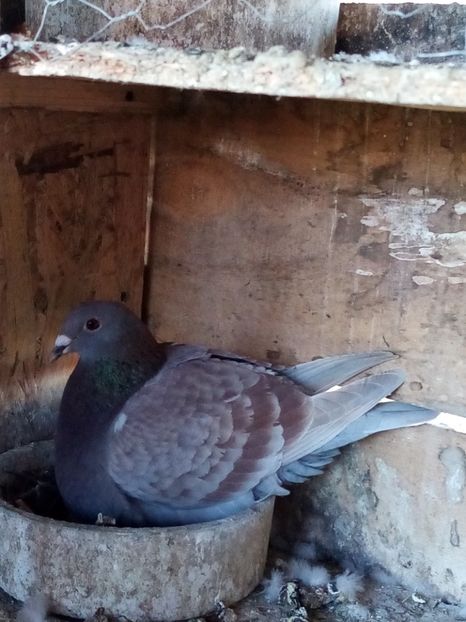 Femelă - 2022 - Arhiva-amintiri