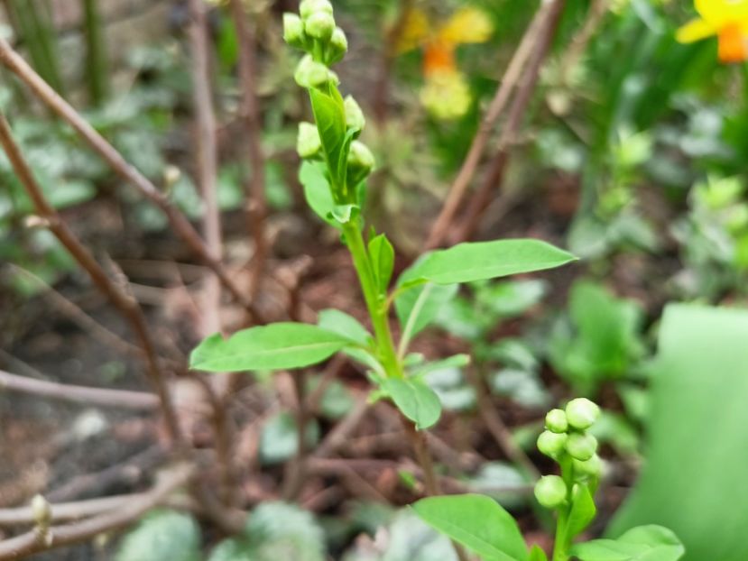 Exochorda "Magical Springtime" - Grădina 2023