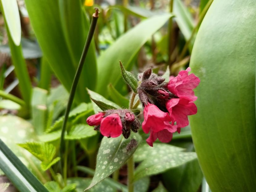 Pulmonaria "Shrimps on the Barbie" - Grădina 2023