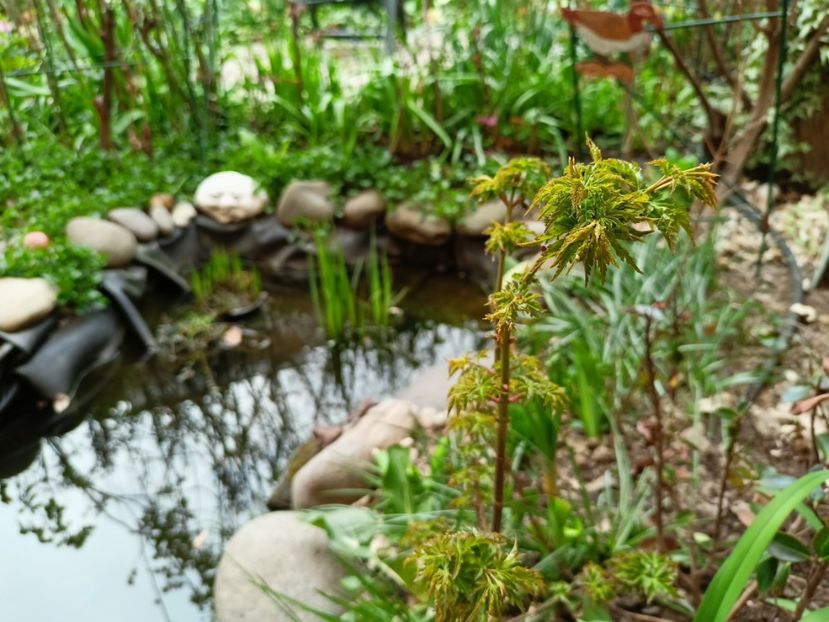 Acer palmatum "Shishigashira" - Grădina 2023