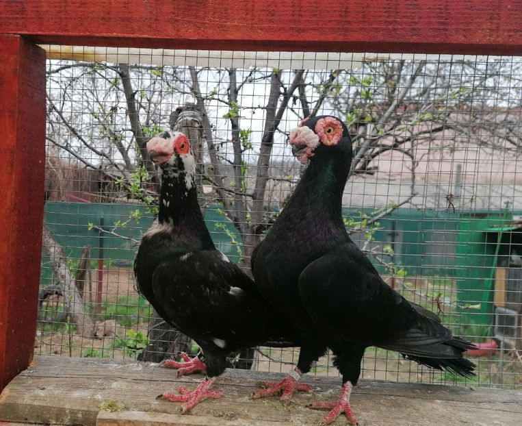 F 2022 + M2021 - Carunculați 2023