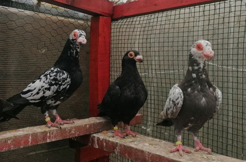 Pui 2023 - Carunculați 2023