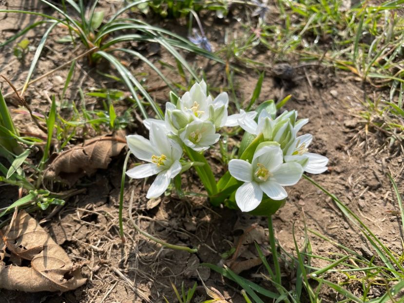 1FE48A43-C907-41A7-997E-F6C0FA679D26 - 01 Primăvara 2023