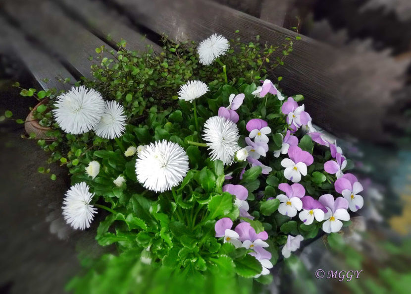 © - 2023 - 01 - Primavara