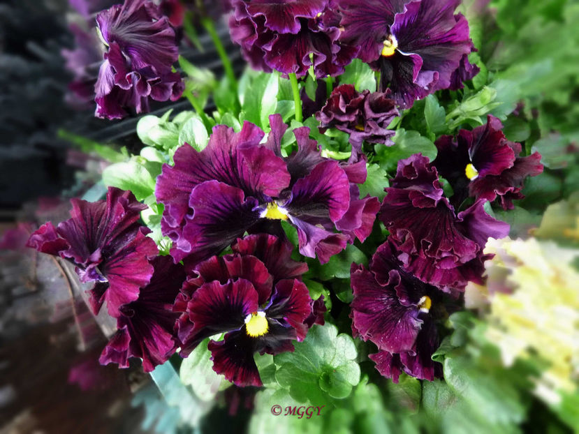 © - 2023 - 01 - Primavara