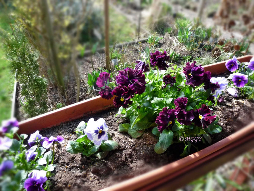 © - 2023 - 01 - Primavara