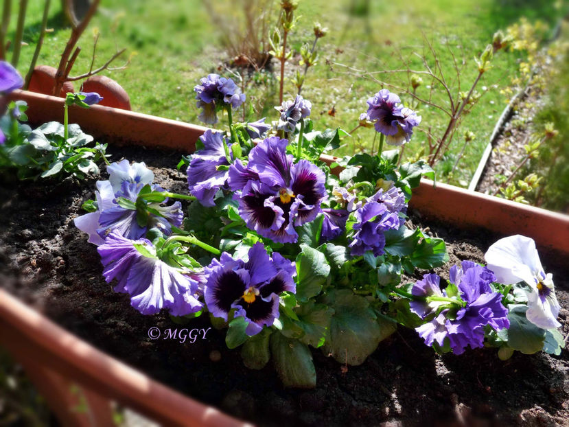 © - 2023 - 01 - Primavara