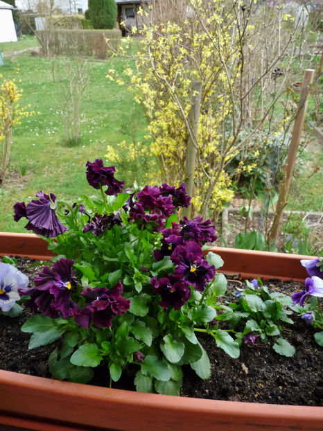 © - 2023 - 01 - Primavara