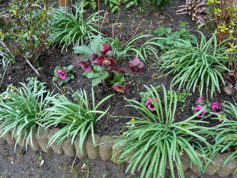  - Helleborus - Spanz