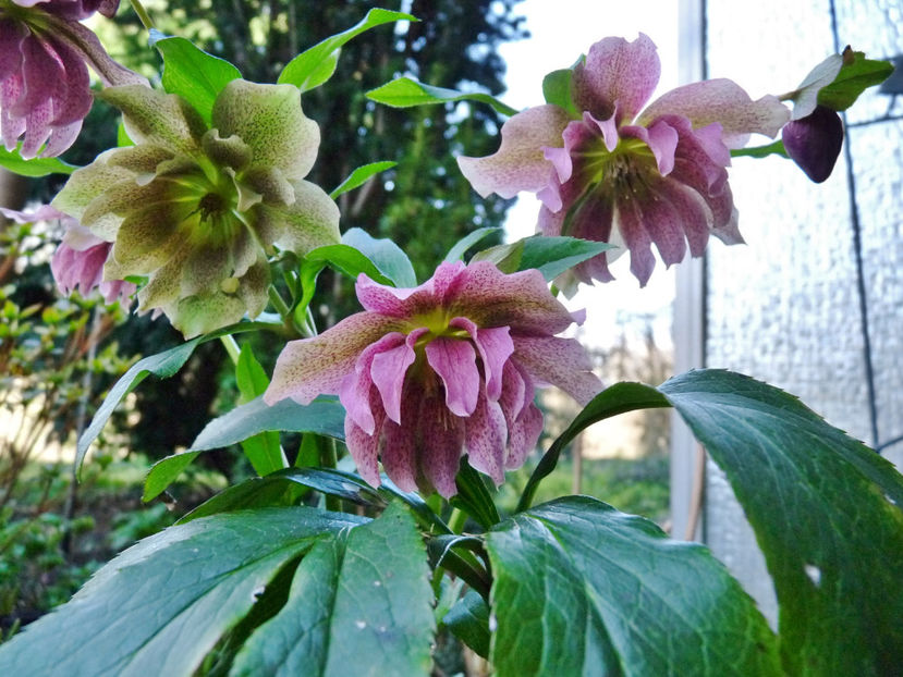  - Helleborus - Spanz