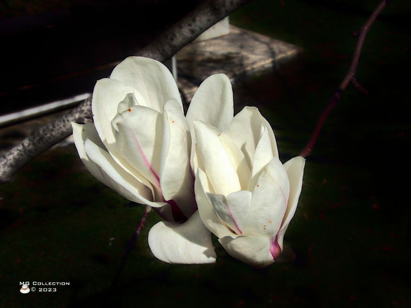 w-23-White Magnolia-7498 - FLORI - FLOWERS