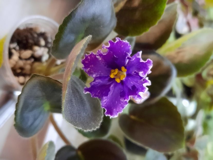  - VaT Novogodnyaya Noch