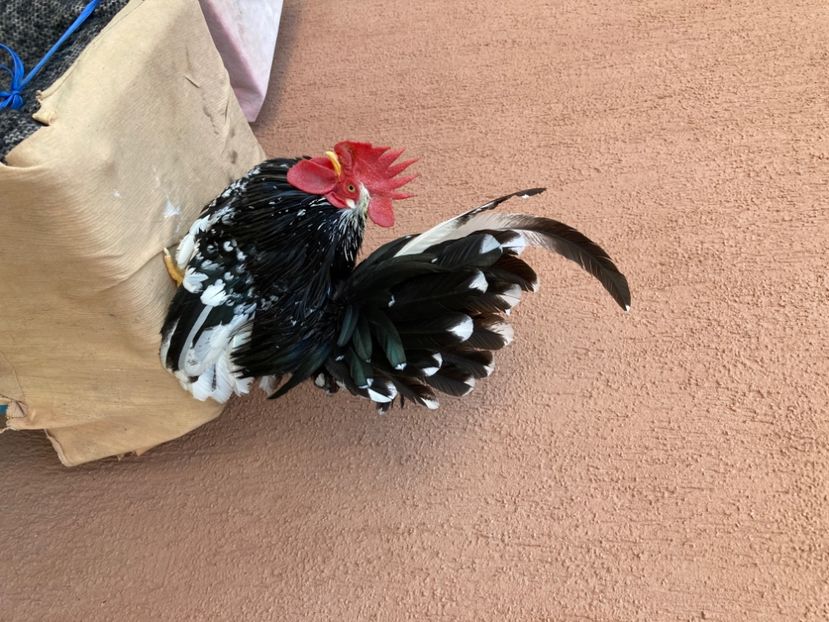 E8038EDB-E945-4E3A-AC73-22D807A7A4ED - Cocoș Chabo Bobat rasă pură Japonia