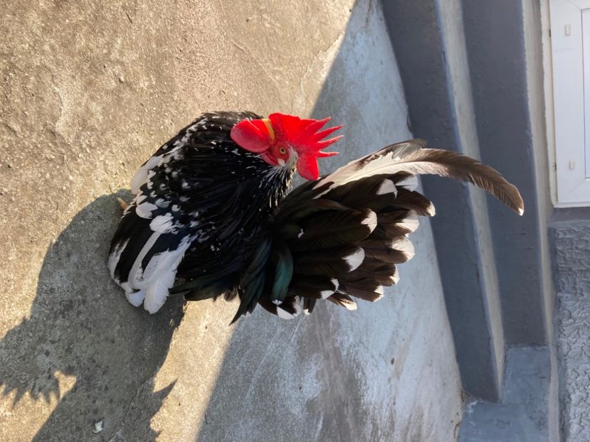 3D834648-7028-48FC-9A97-B00501AC2EC5 - Cocoș Chabo Bobat rasă pură Japonia