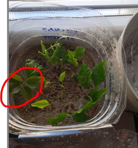 butasi erbacei in nisip 31 martie - Bougainvillea 2023 butasi verzi in nisip