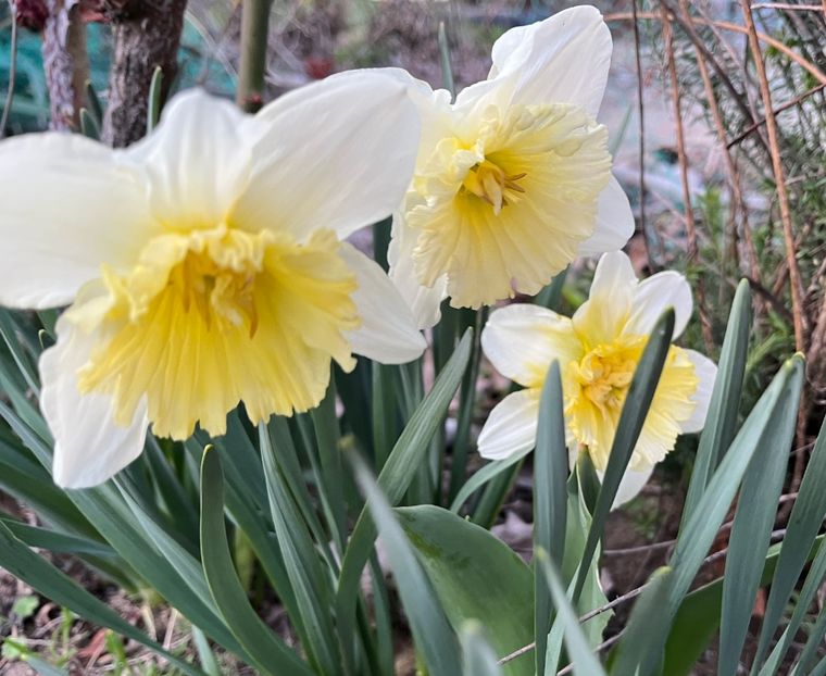 6C857695-3231-42D0-A108-18F5926F7B39 - Narcise 2017 2023 24