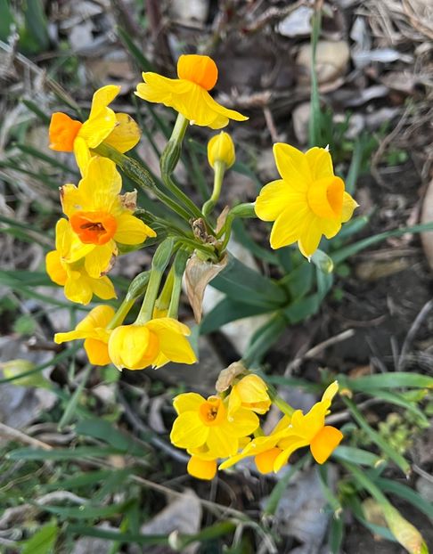 ABBC3AA5-725C-42F2-B75B-40A6655CA012 - Narcise 2017 2023 24