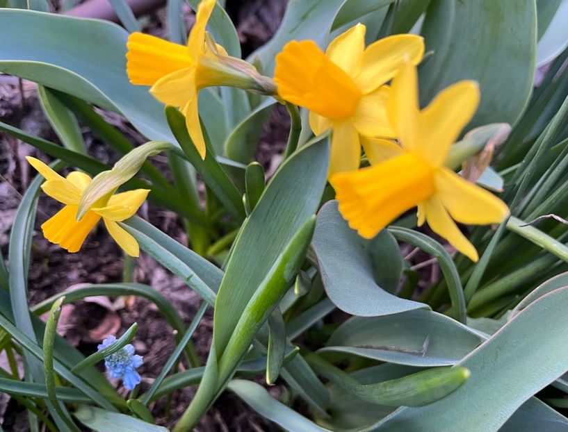 95C656C9-209D-4AD2-A17C-69708A7B6DC7 - Narcise 2017 2023 24