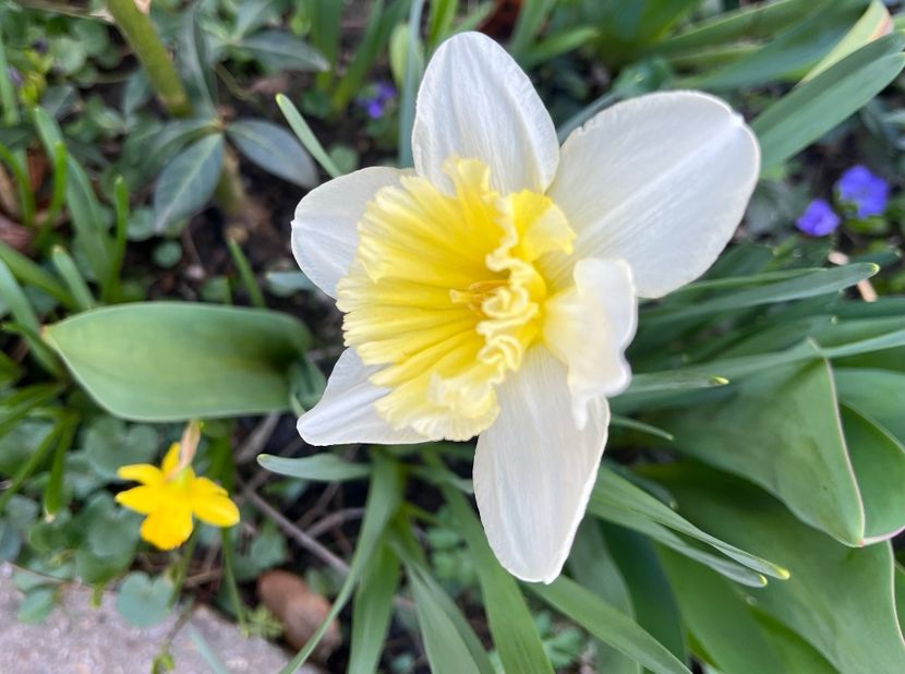 8748F167-839A-40D6-9EA7-1561D1D8F9A9 - Narcise 2017 2023 24