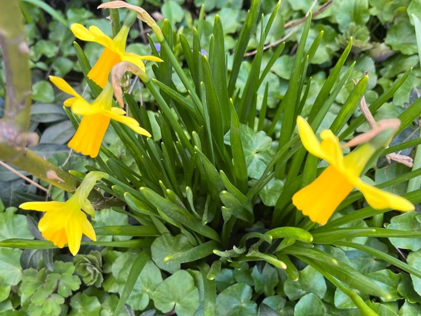 8A81129A-6AE8-4D6A-9182-0474E77767A4 - Narcise 2017 2023 24