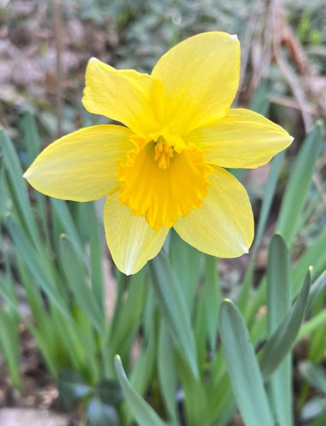 4F493701-8A9D-4819-88F7-AC613B240AC7 - Narcise 2017 2023 24