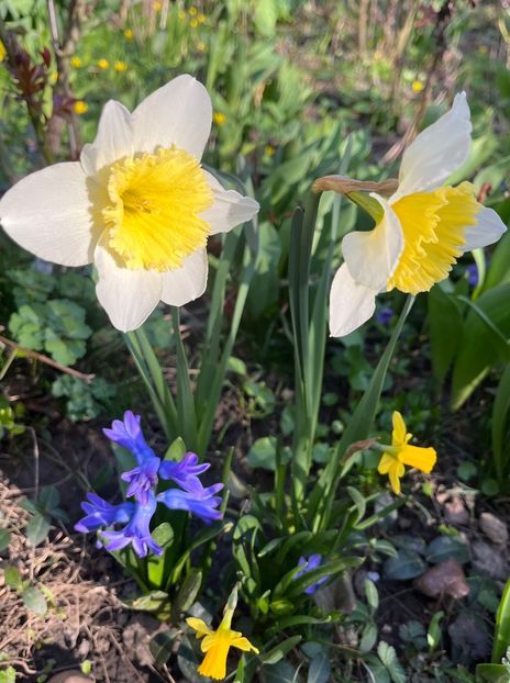 DE0FA0B2-9C47-4A21-991F-728928FC35D8 - Narcise 2017 2023 24