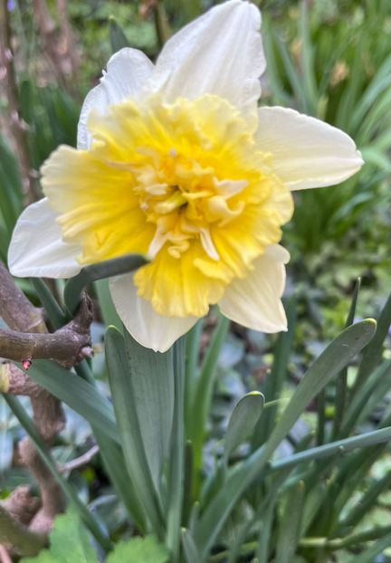 1BC9CCF2-20F4-4716-BA25-44D41C30FDCC - Narcise 2017 2023 24