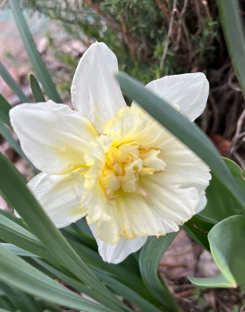 ICE king - Narcise 2017 2023 24