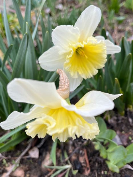 B43784D8-A075-41E5-91BE-98D06EC66379 - Narcise 2017 2023 24