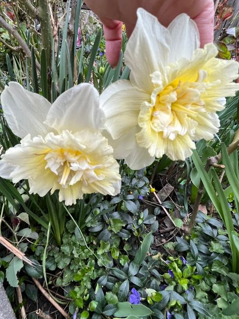 8387EE6E-ECB6-4AB9-BB79-4A4AA286C389 - Narcise 2017 2023 24