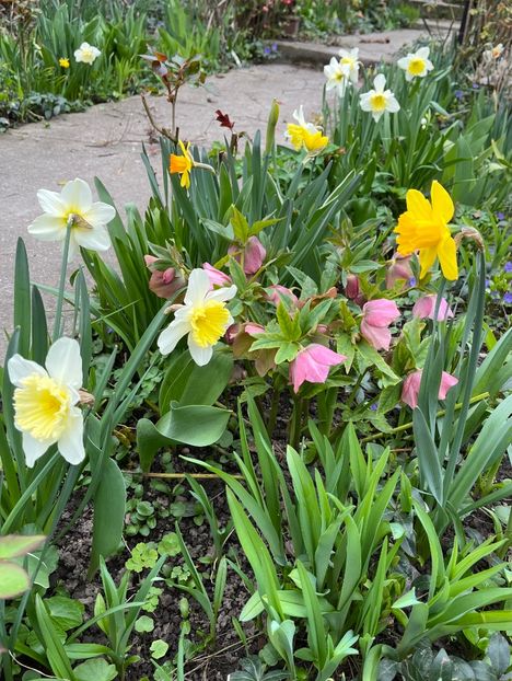 F1EF4973-7C34-463F-9AEB-619C1239C3AB - Narcise 2017 2023 24