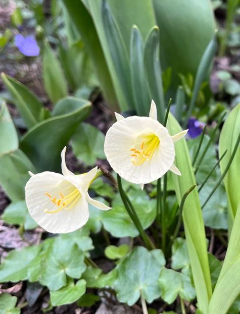 E8D34C89-A946-41DD-ACEF-24A1CADB517E - Narcise 2017 2023 24