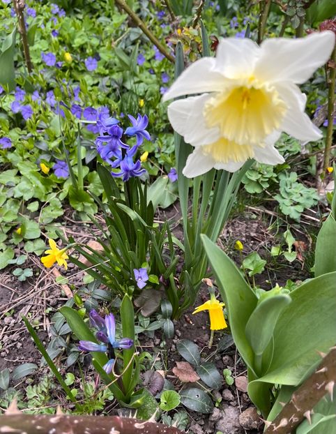 ICE Follies - Narcise 2017 2023 24