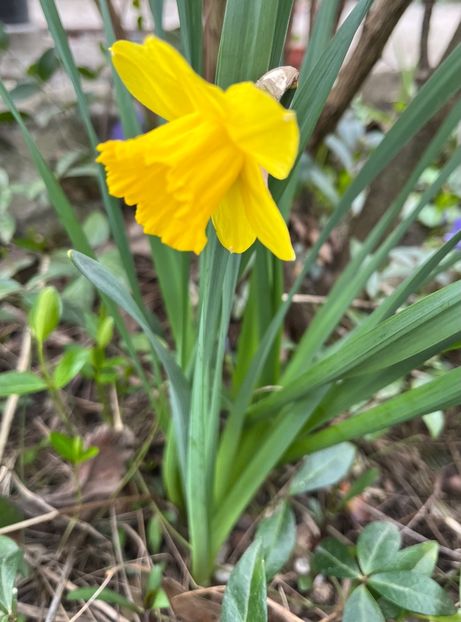 59DB410E-8F5A-4FDF-BC27-835518EB4DA7 - Narcise 2017 2023 24