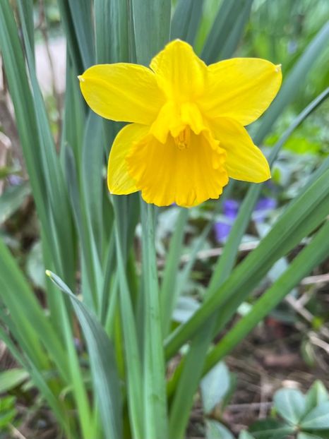 72386E11-0E6F-48BE-BC11-CF57BB44A4A9 - Narcise 2017 2023 24