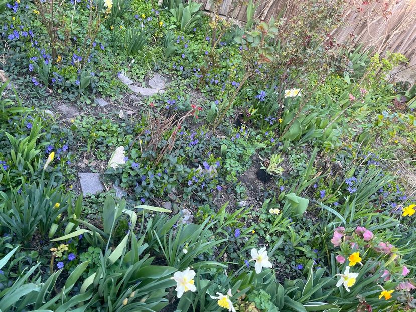 67314676-2BB8-4794-844C-385195F66144 - Narcise 2017 2023 24