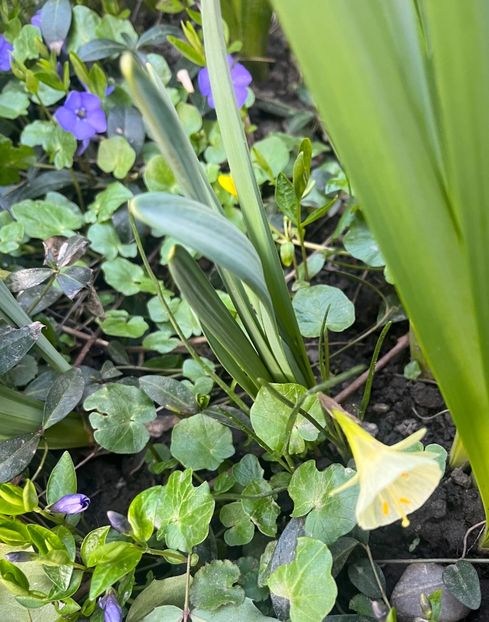 Artic bells - Narcise 2017 2023 24