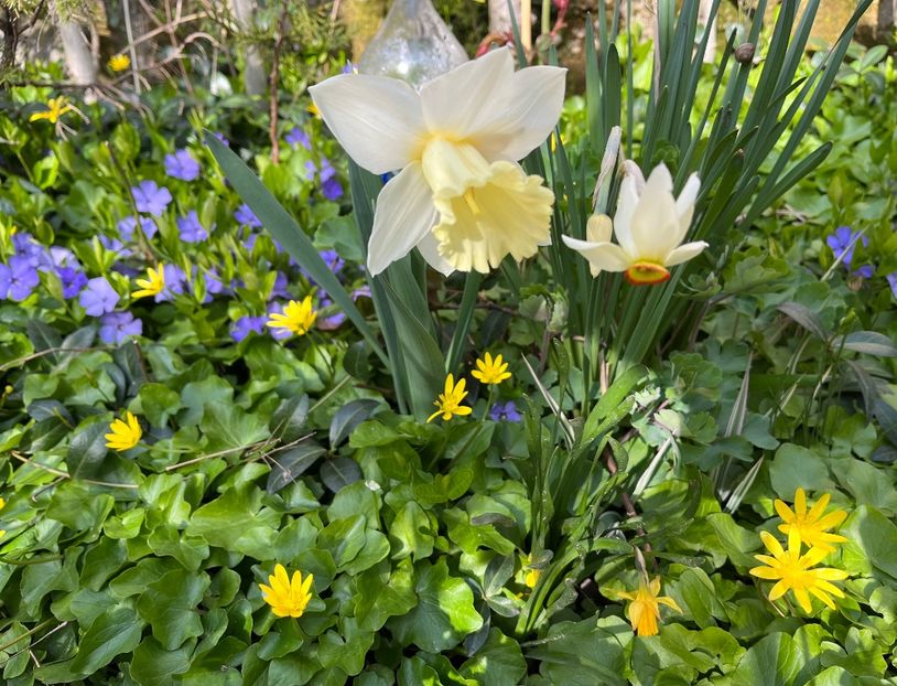 2D601B9A-FFCE-4609-BDA1-02C58AF928A8 - Narcise 2017 2023 24